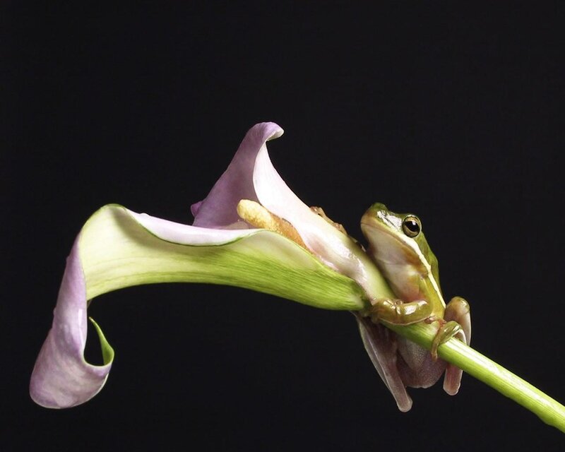 frog on a calla lily