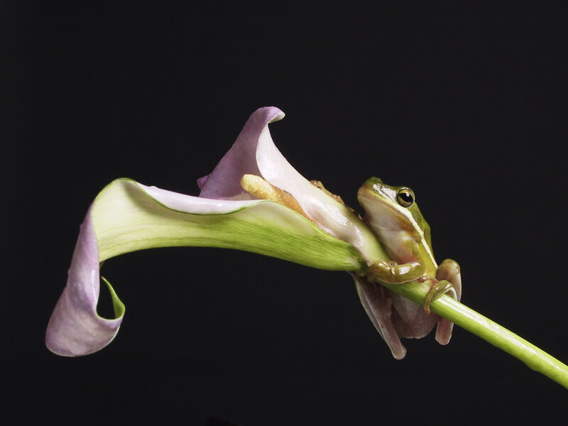 frog on a calla lily