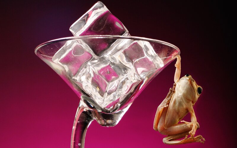 frog on a cocktail glass
