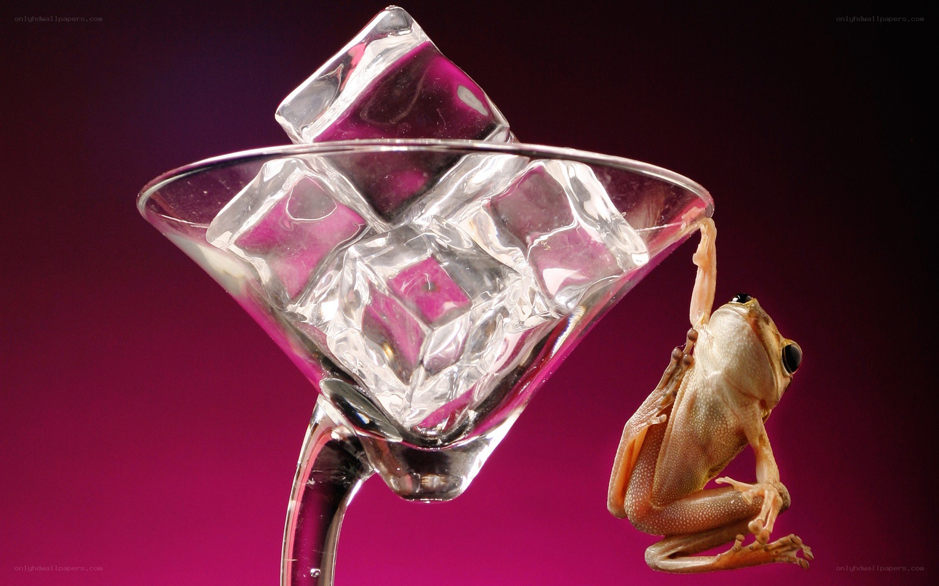 frog on a cocktail glass