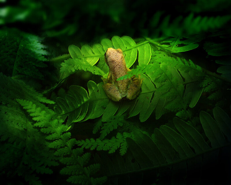 Frog on a fern leaf