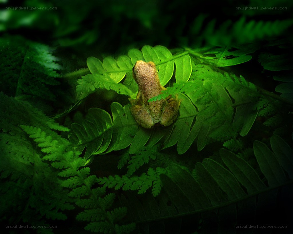 Frog on a fern leaf