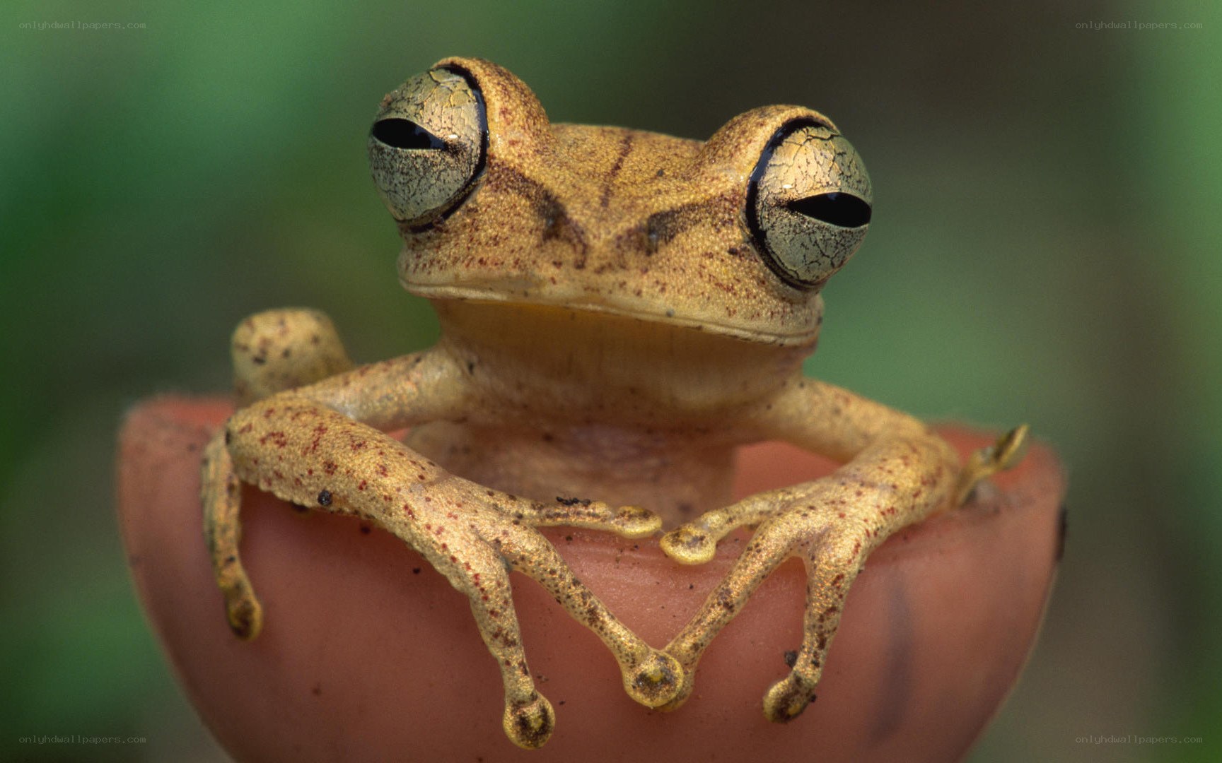 frog on a finger