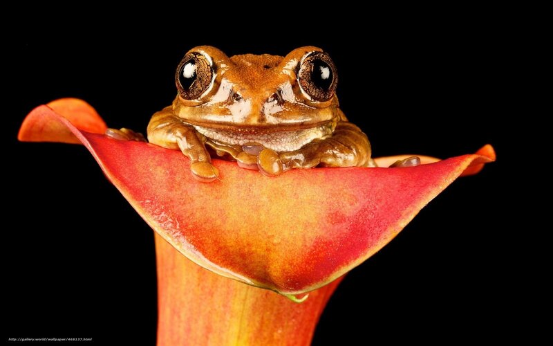 frog on a flower petal