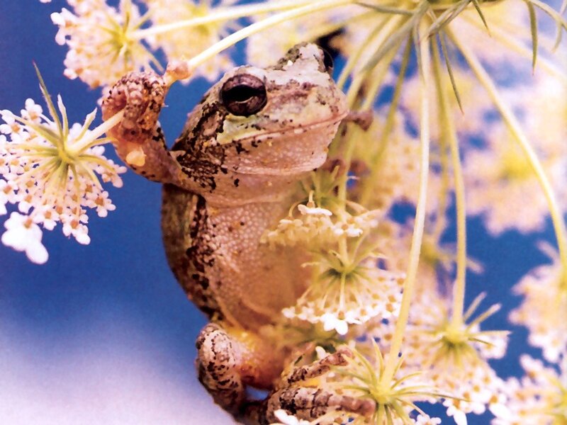 frog on a flower
