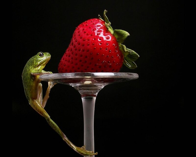 frog on a glass with strawberry