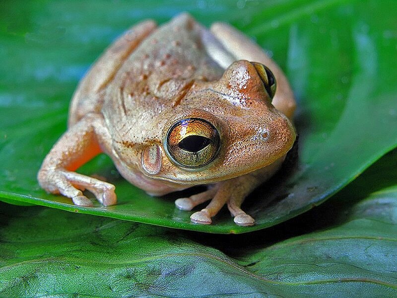 frog on a green leaf