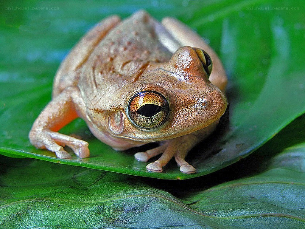frog on a green leaf