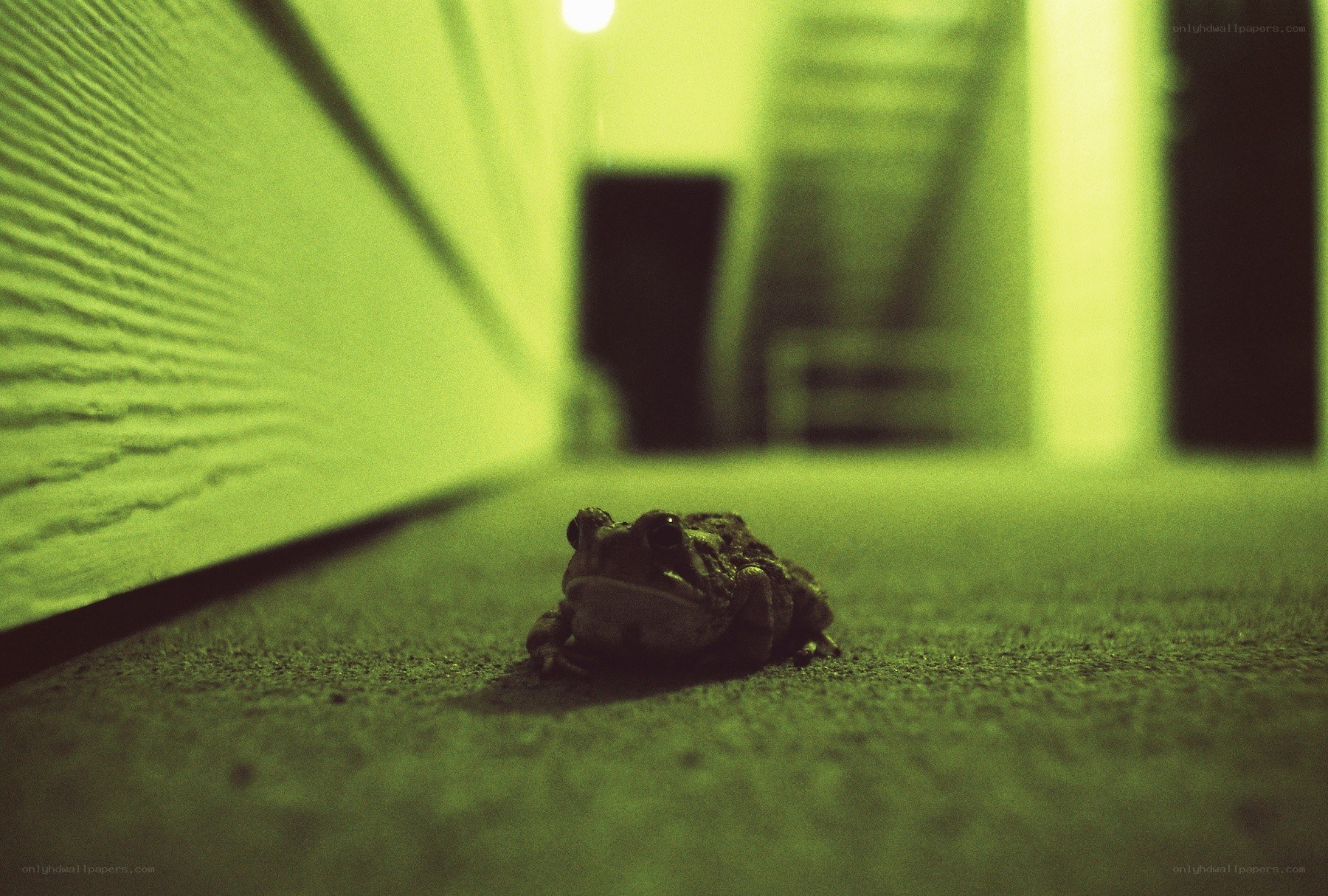 frog on a green-lit floor