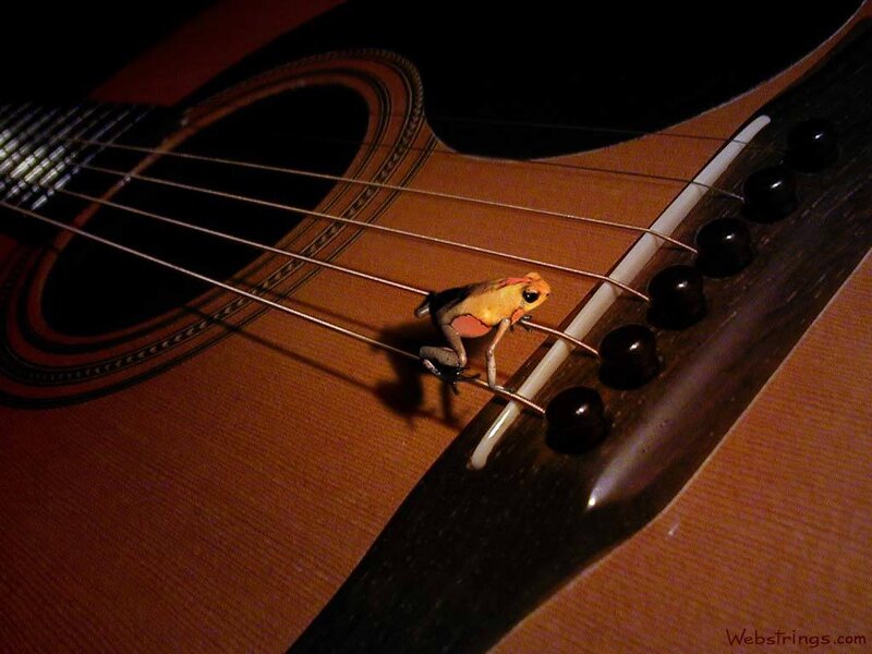 Frog on a guitar