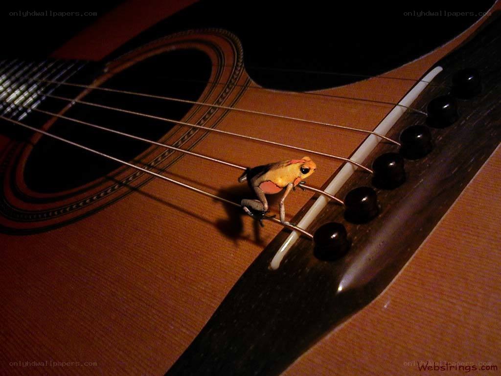 Frog on a guitar