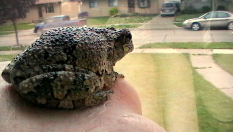frog on a hand