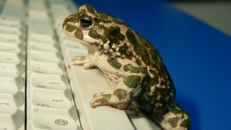 frog on a keyboard