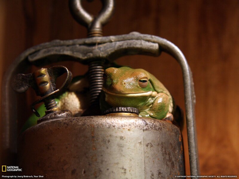 frog on a lantern