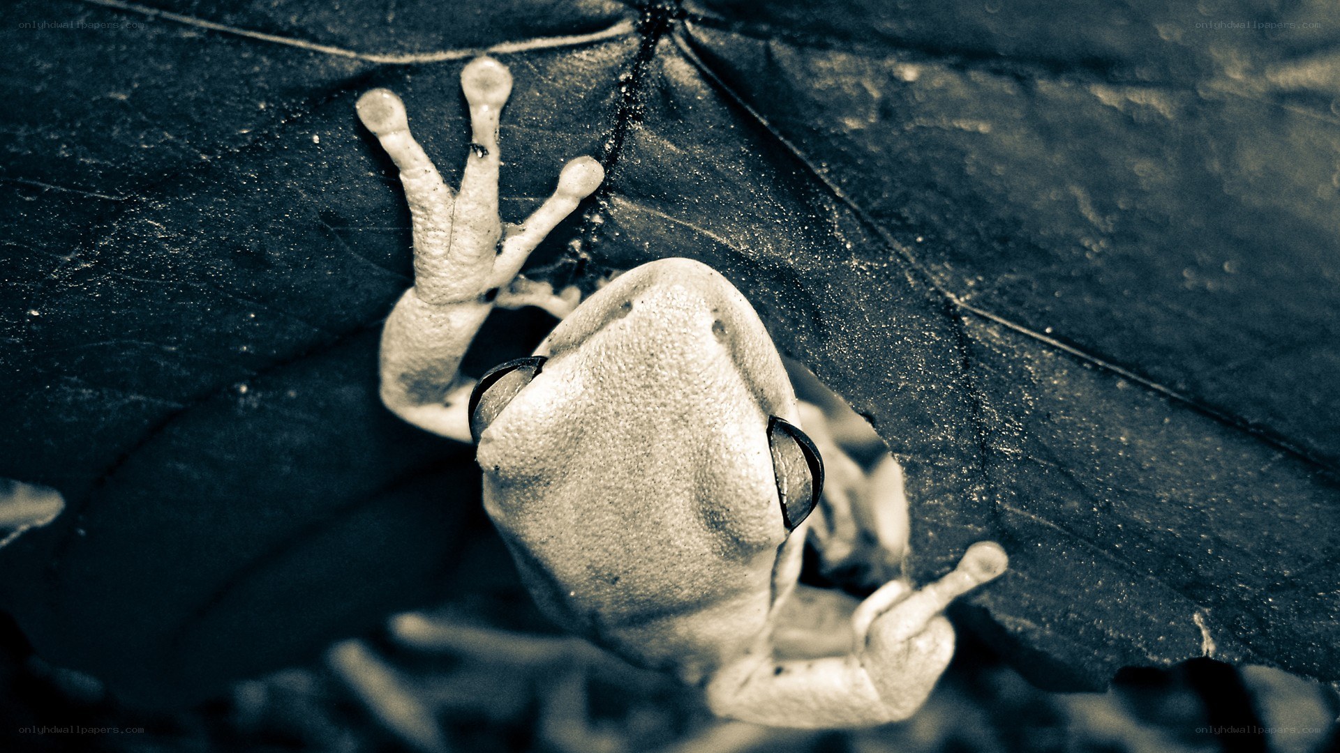 frog on a leaf