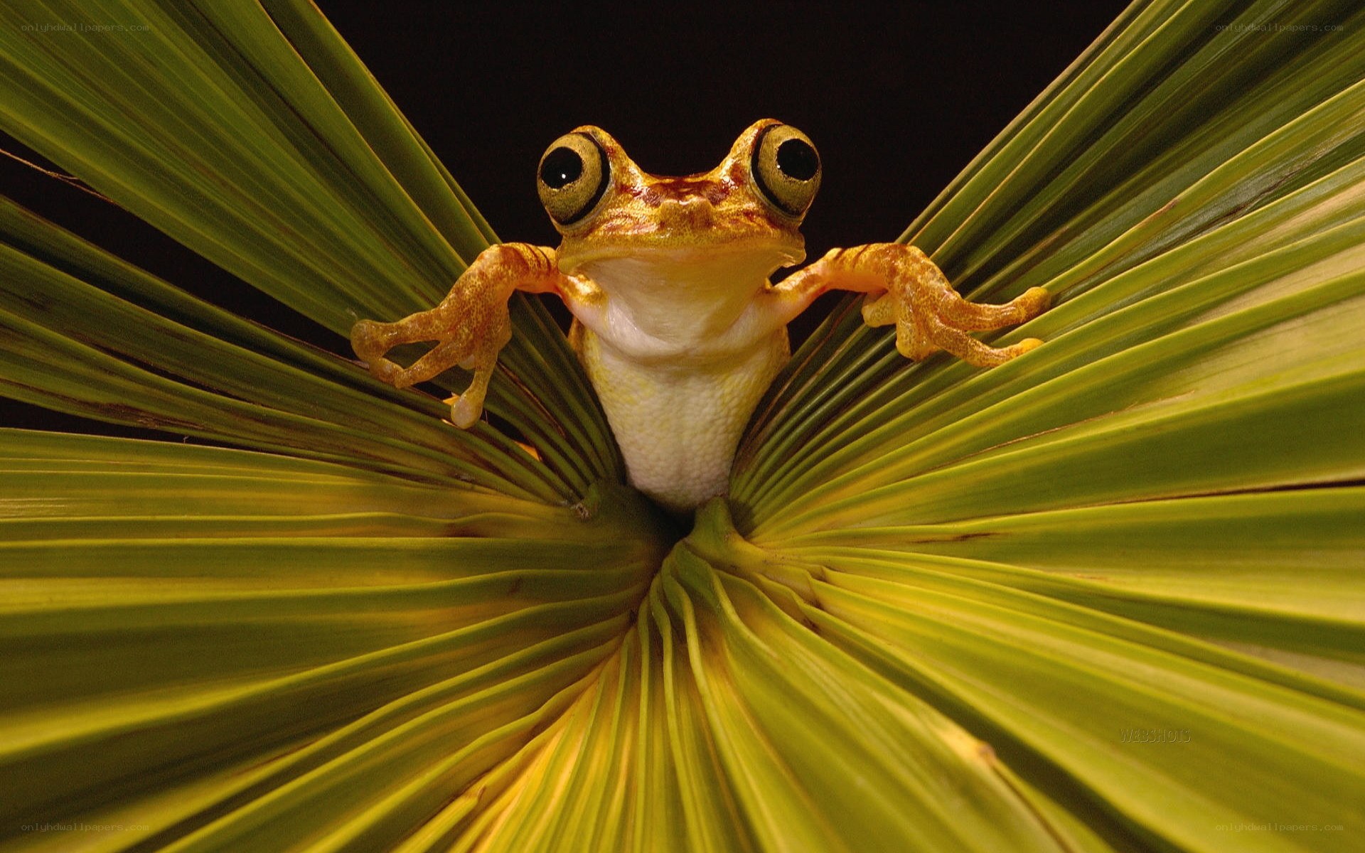 frog on a leaf