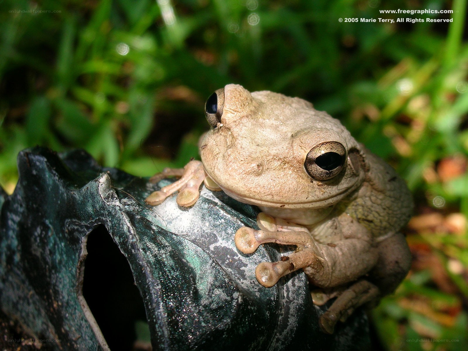 frog on a leaf