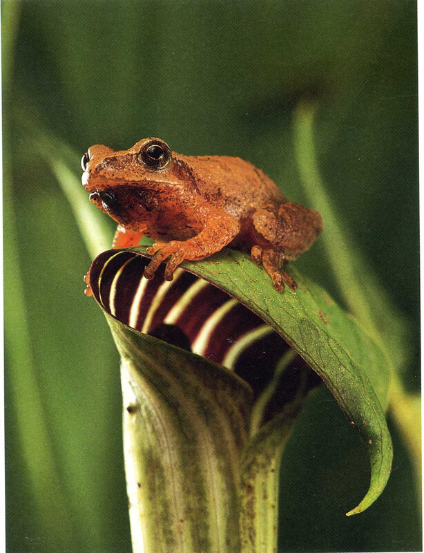 frog on a leaf