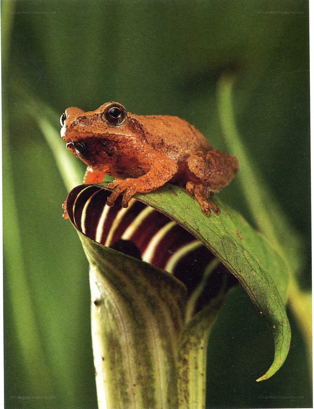 frog on a leaf