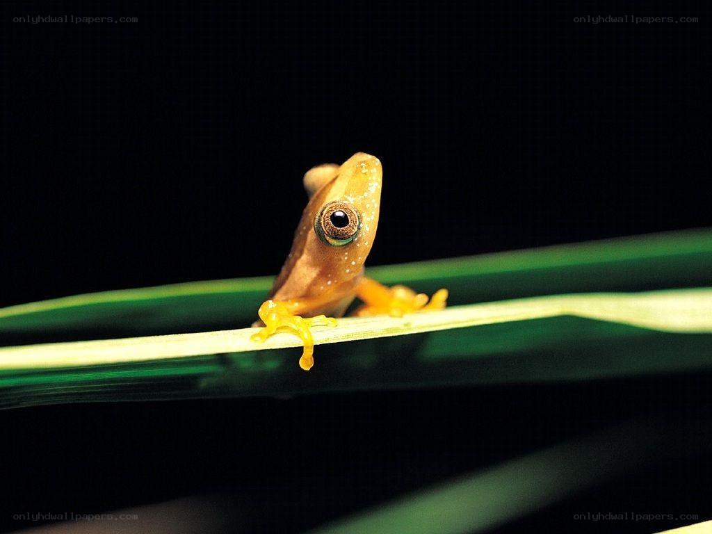 frog on a leaf