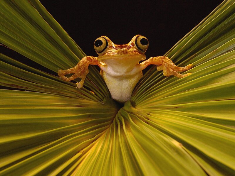 frog on a leaf