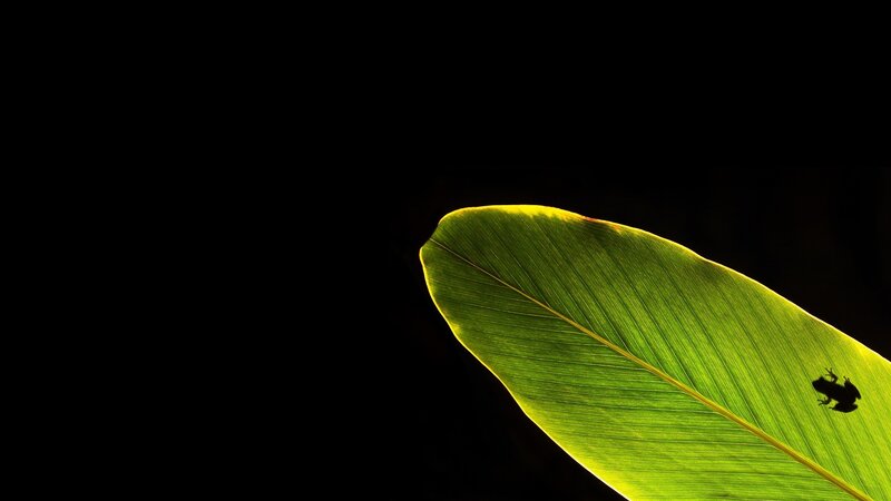frog on a leaf at night