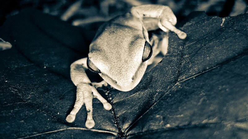 Frog on a Leaf — Black