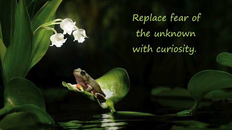 Frog on a Leaf — Green