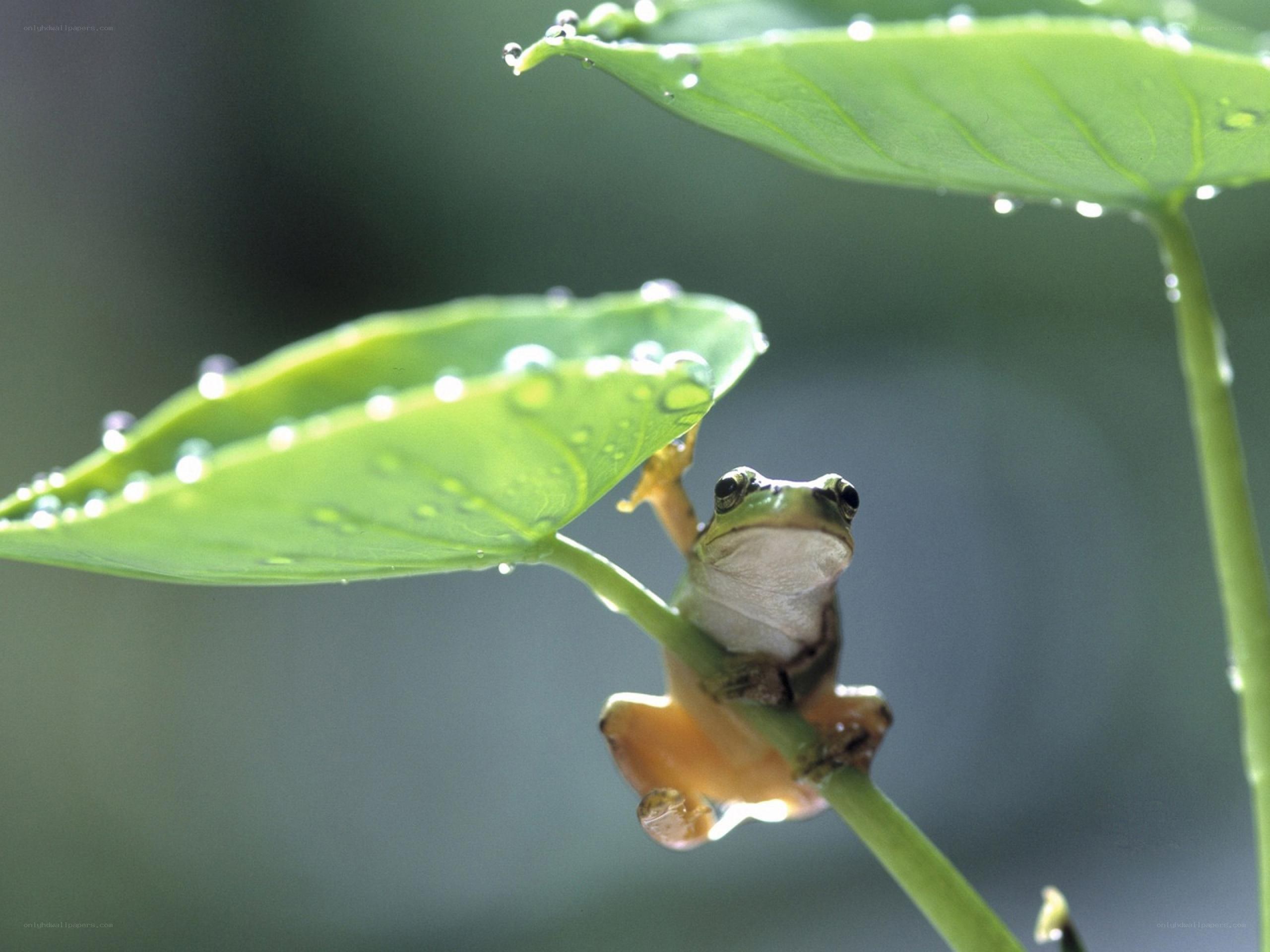 frog on a leaf with dew