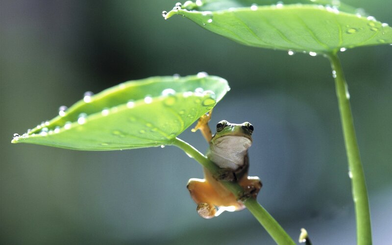 frog on a leaf with dew