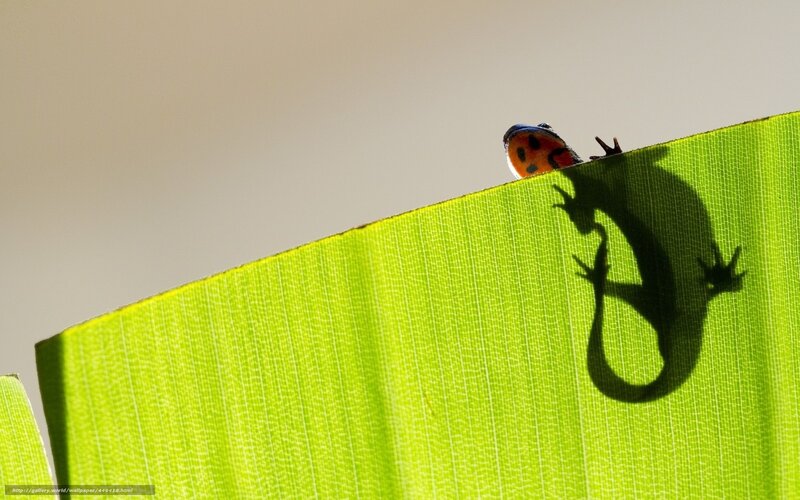 frog on a leaf with shadow