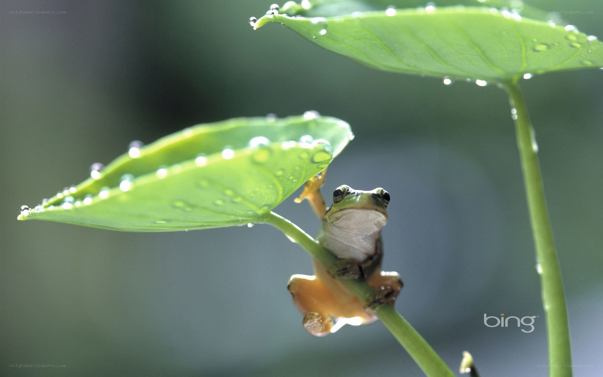 frog on a leaf with water droplets