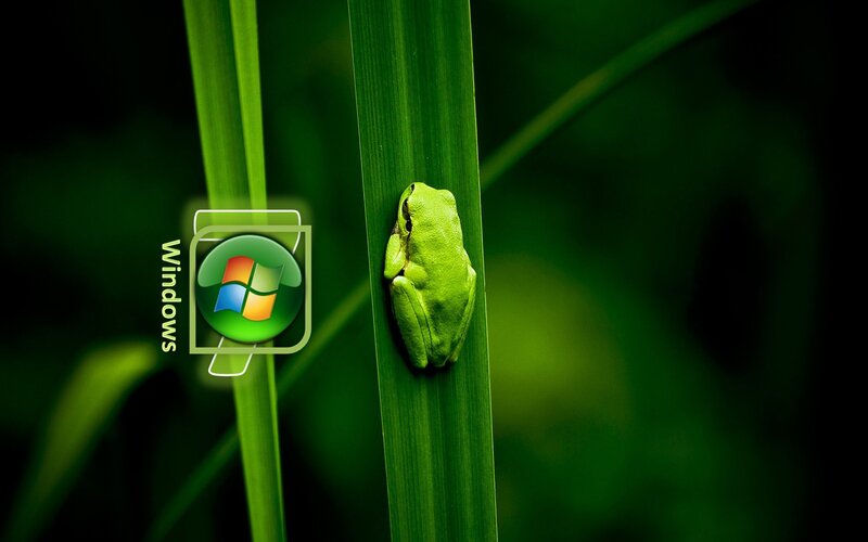frog on a leaf with Windows logo