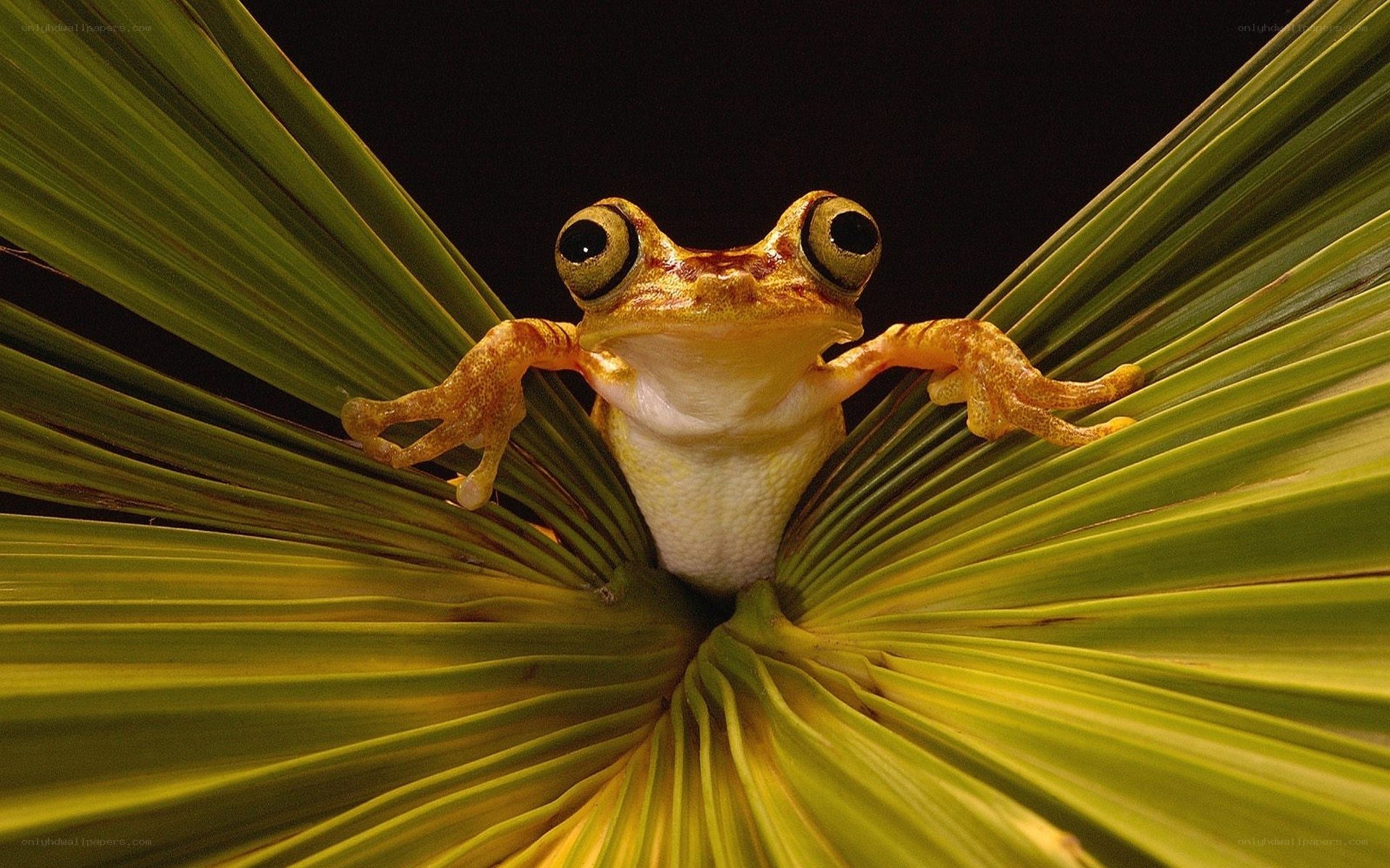 frog on a leaf