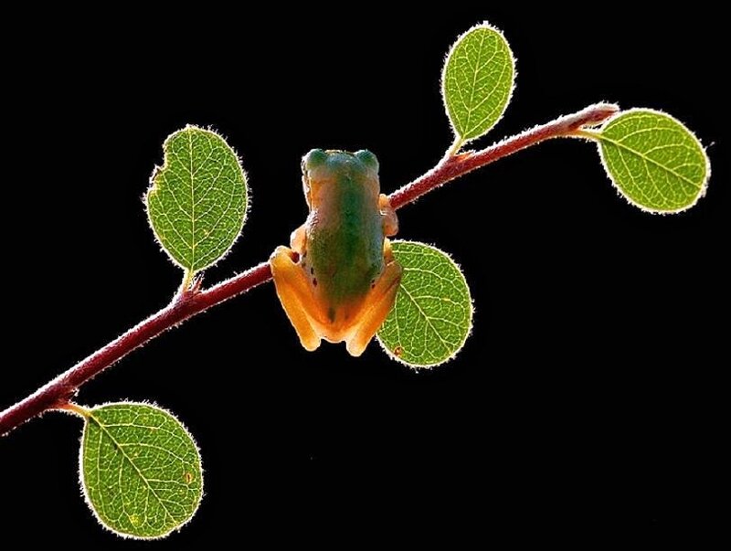 frog on a leafy branch