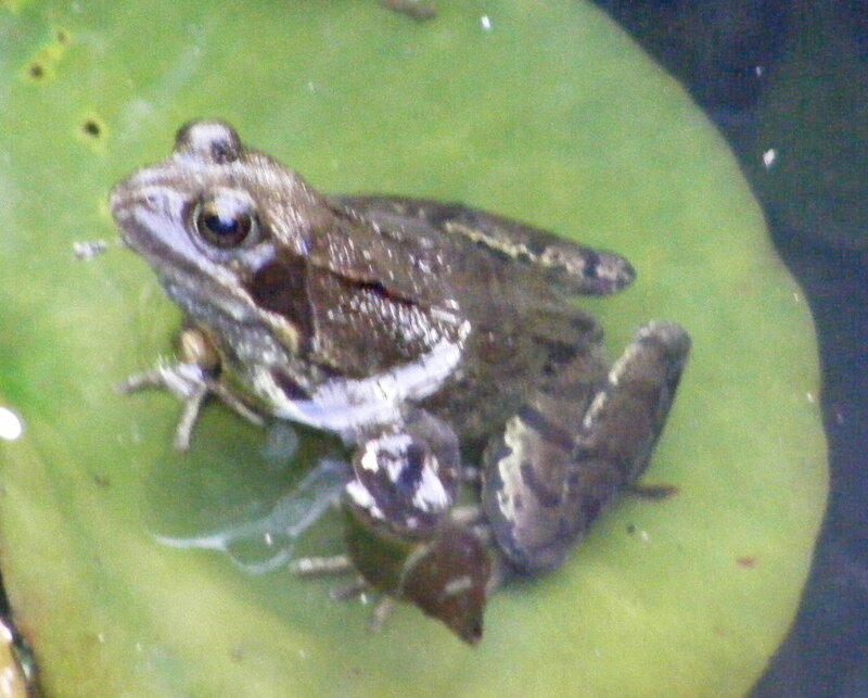 frog on a lily pad