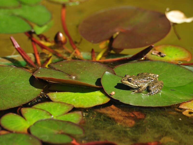 frog on a lily pad