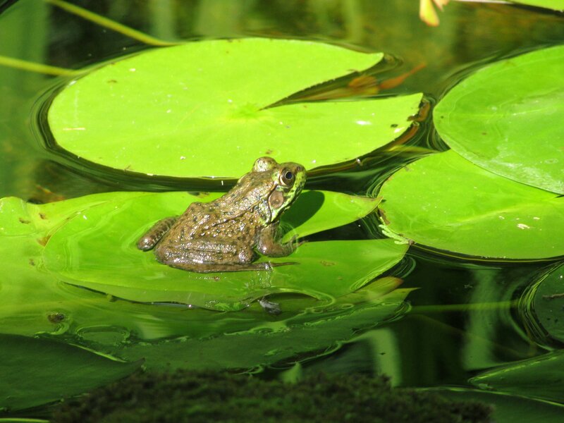 frog on a lily pad