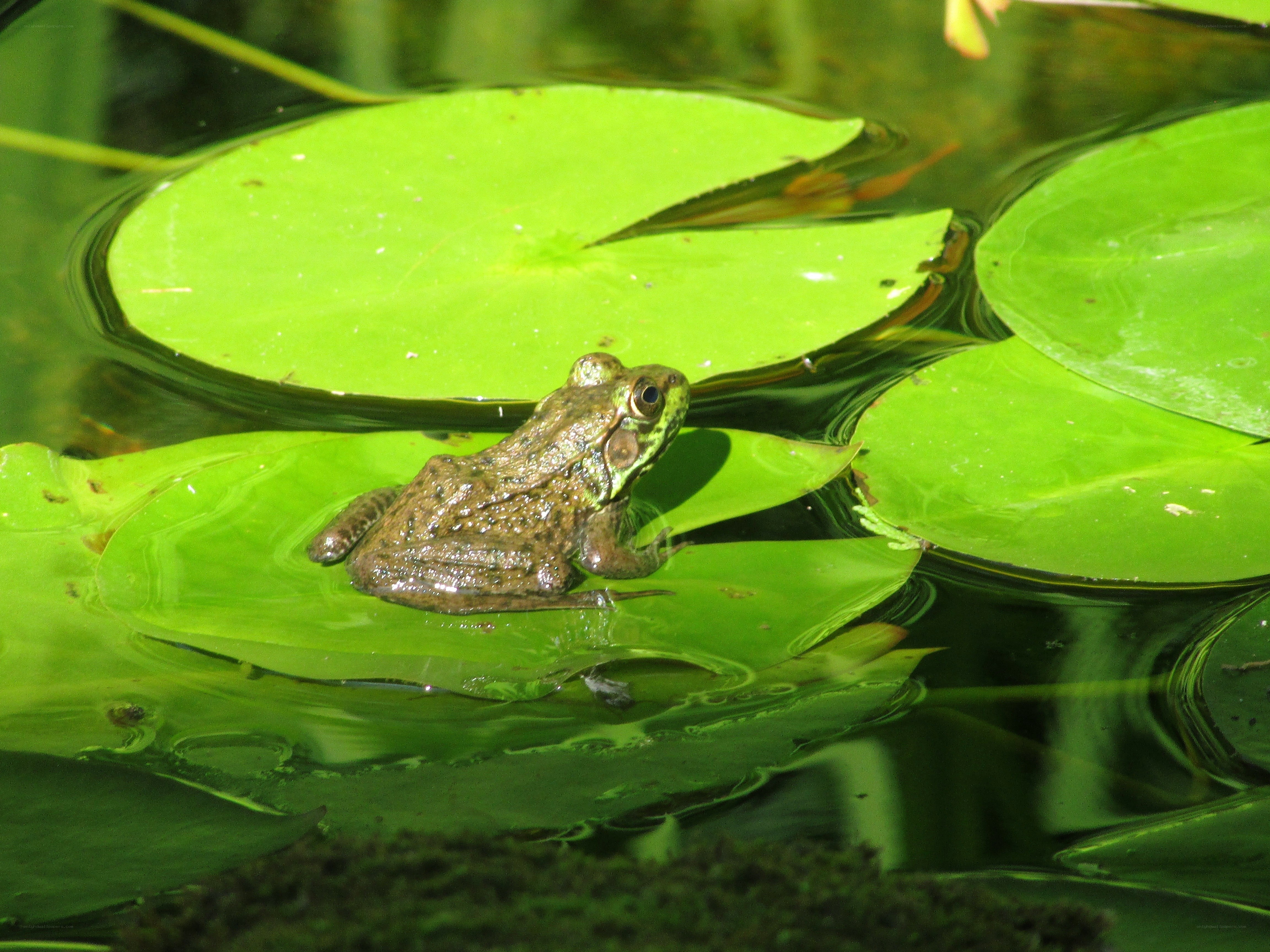 frog on a lily pad