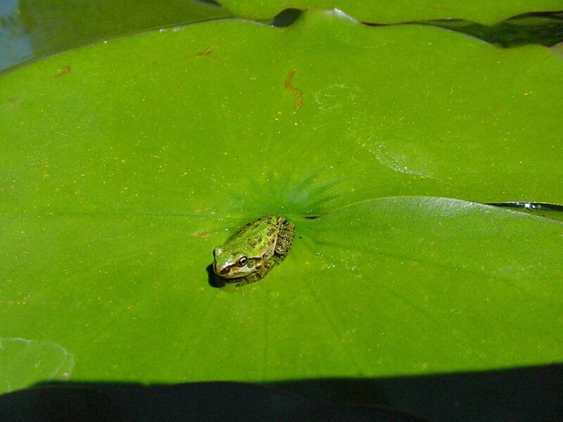 frog on a lily pad