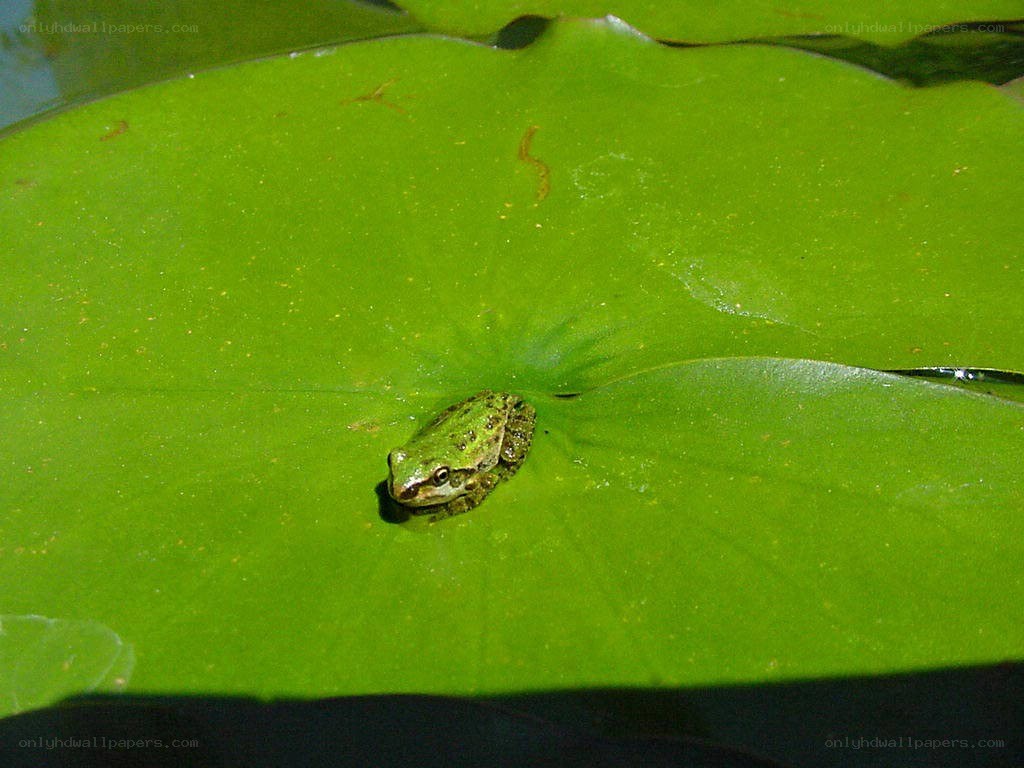 frog on a lily pad