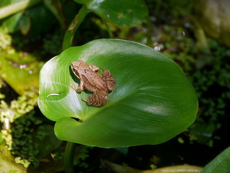 frog on a lily pad