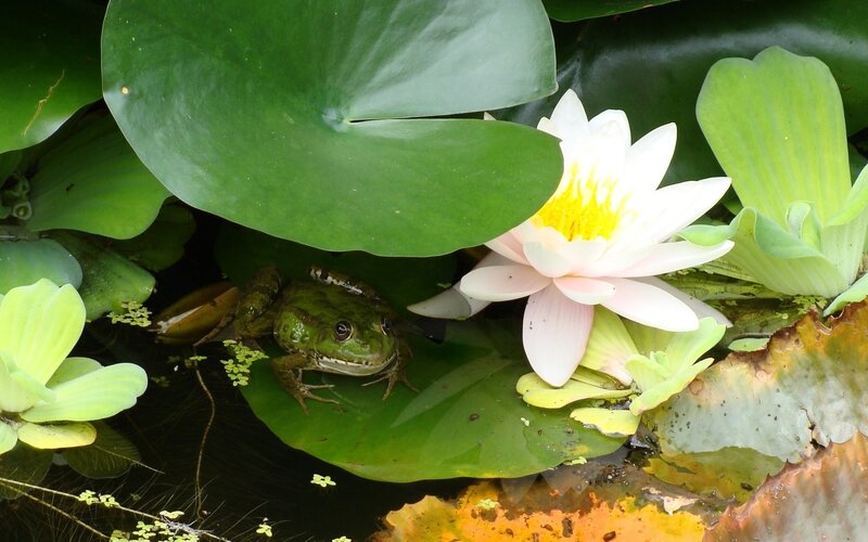 Frog on a lily pad