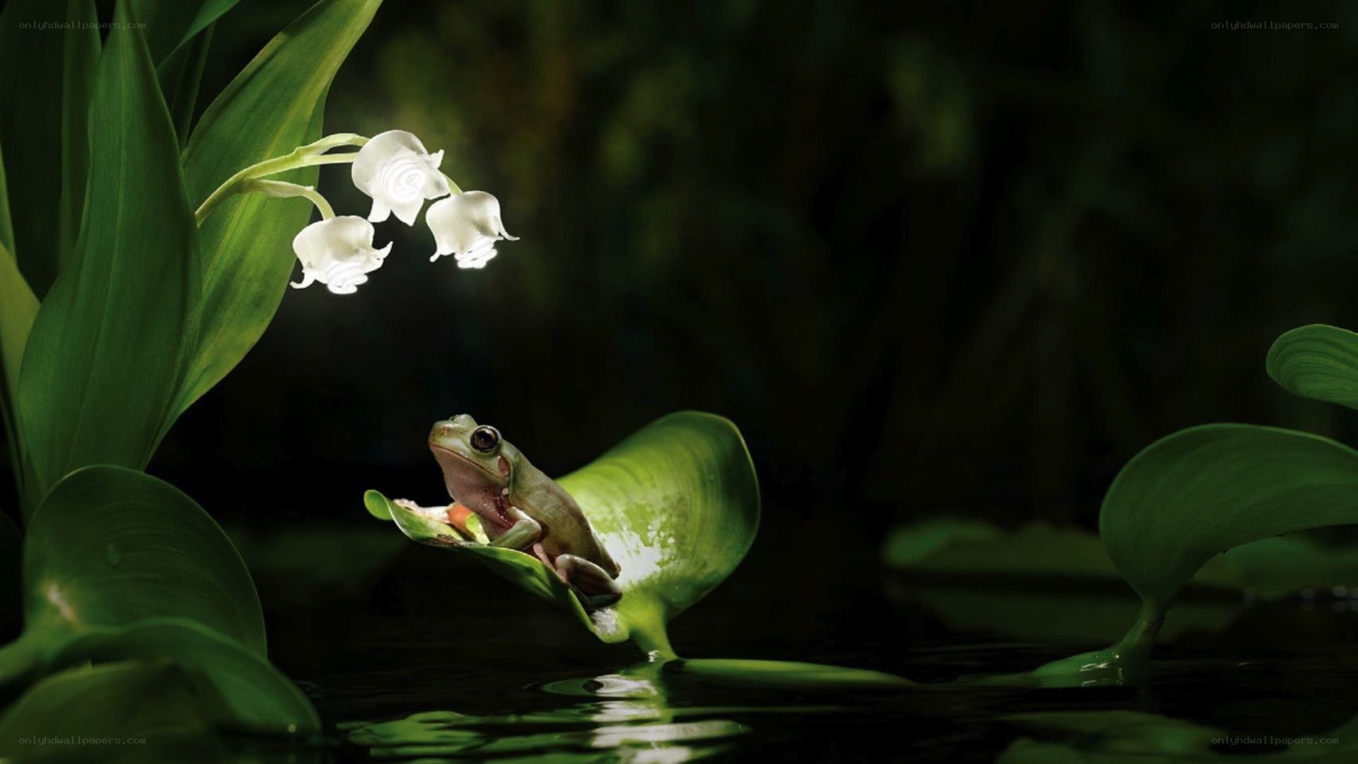 Frog on a lily pad with flowers