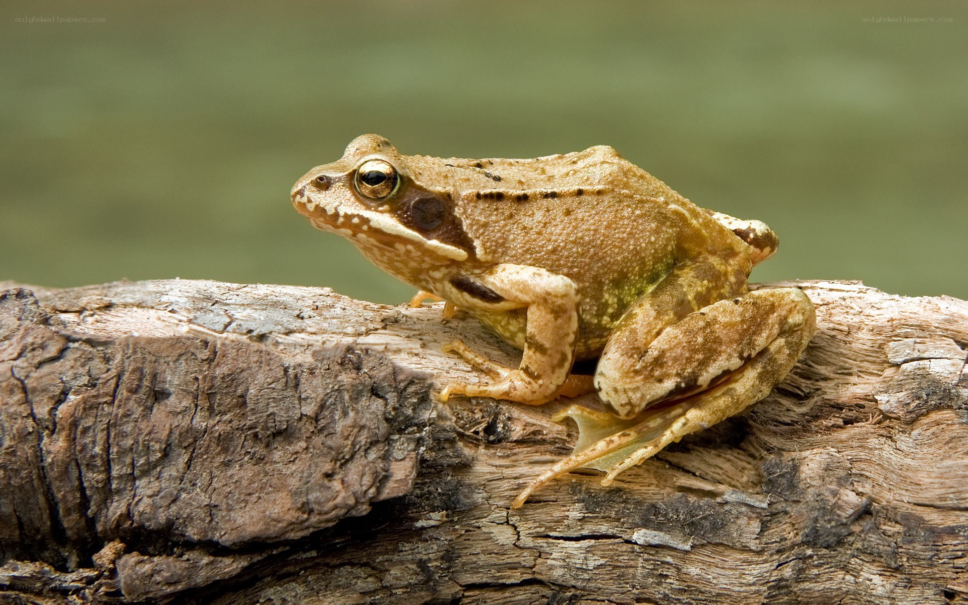 frog on a log