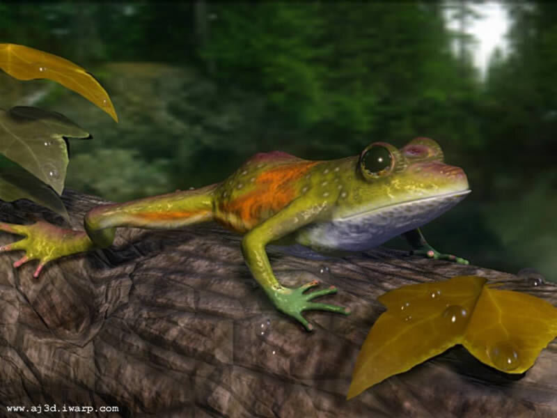 frog on a log in forest