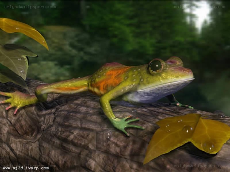 frog on a log in forest
