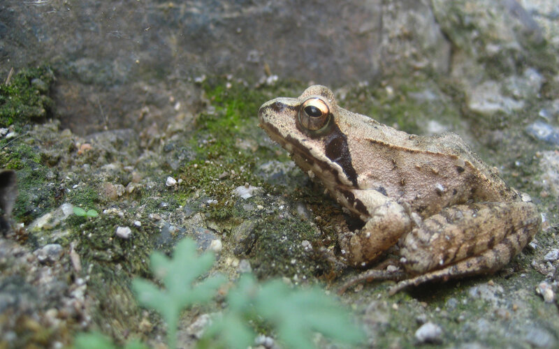 frog on a mossy rock