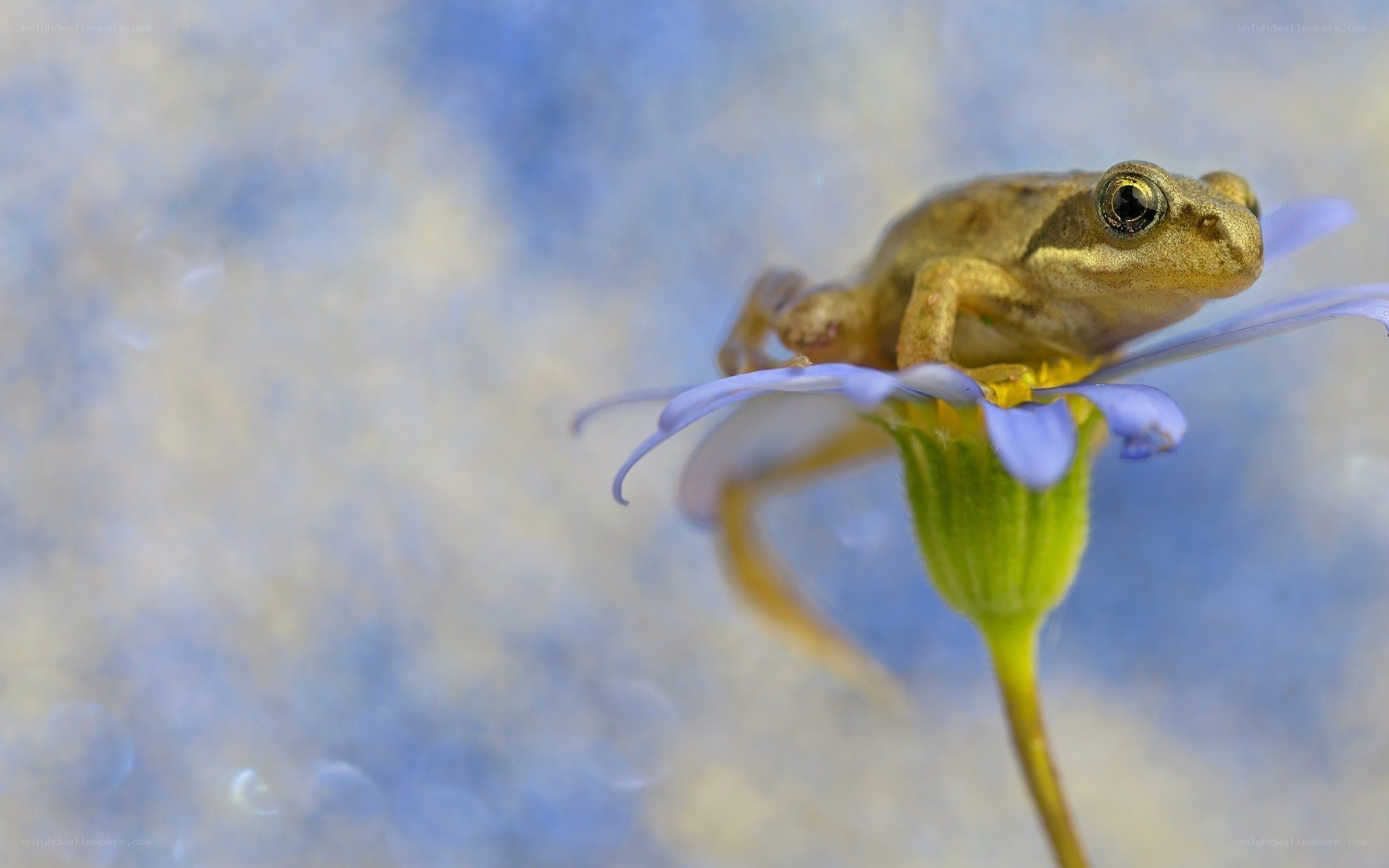 Frog on a purple flower