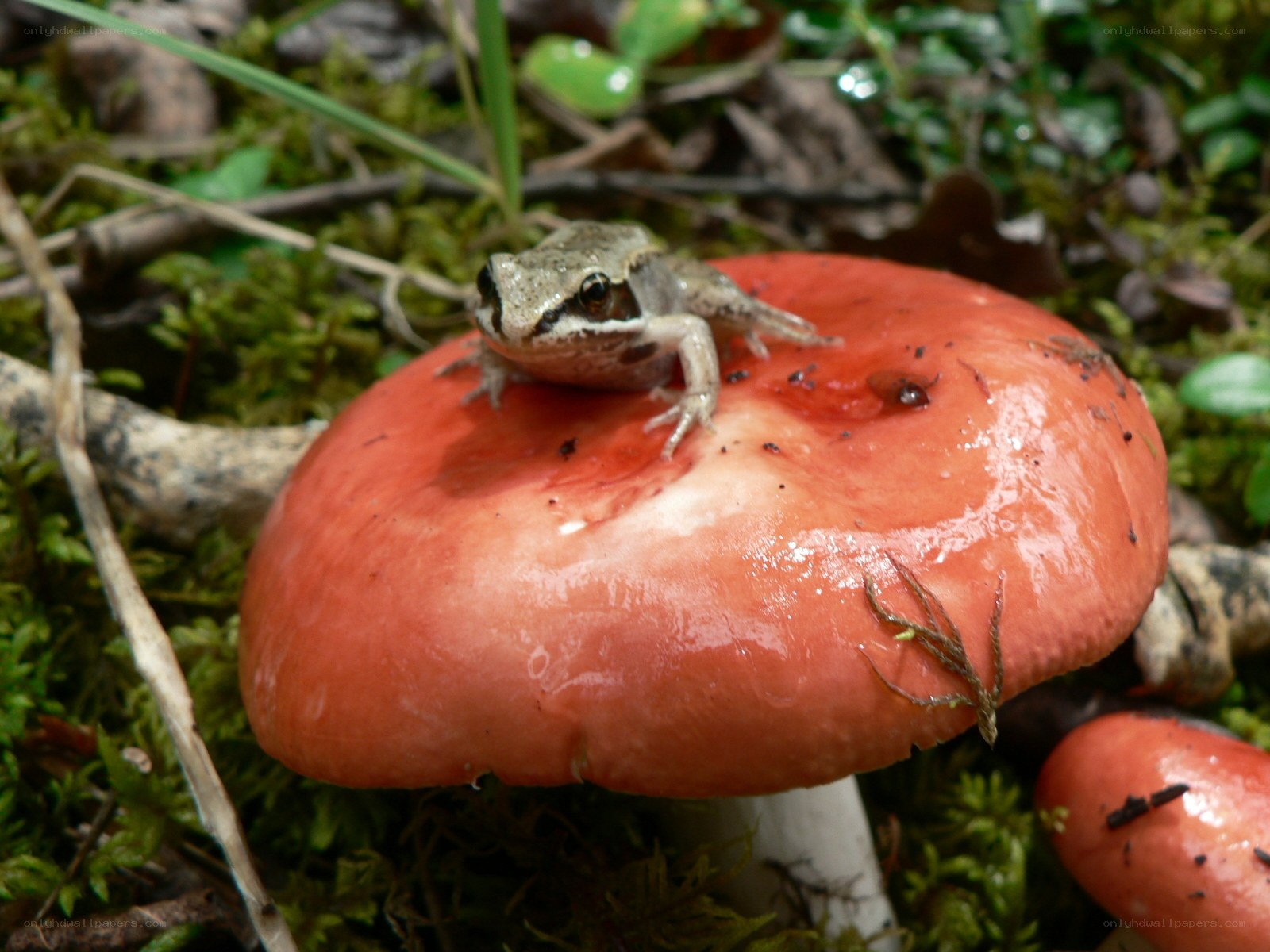 Frog on a red mushroom